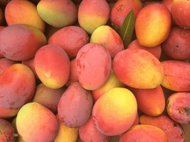 Van Dyke Mangoes - Sweet and Fragrant