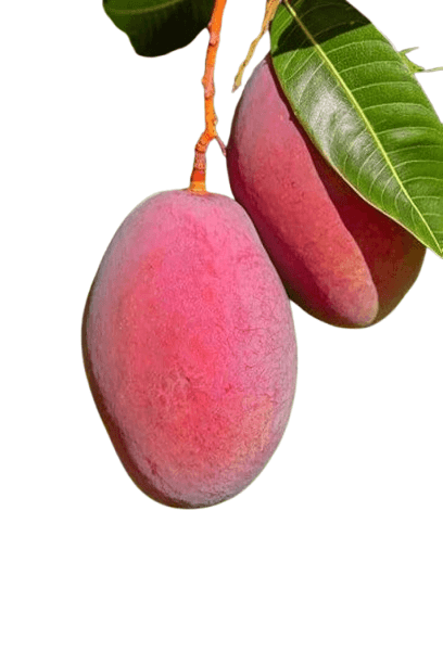 Sensation Mangoes - Tangy-Sweet Goodness